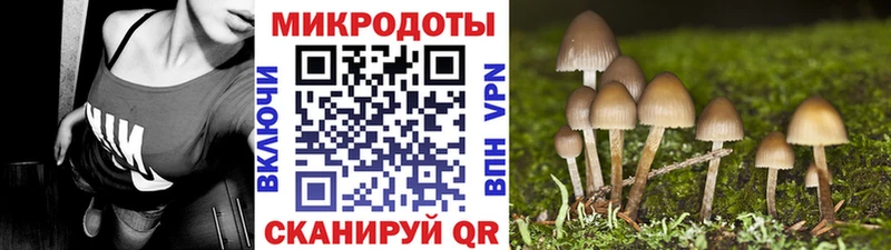 хочу   Когалым  KRAKEN как войти  Псилоцибиновые грибы Psilocybe 